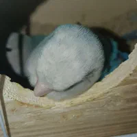 جوجه عروس دونخور سرلاکی کوتوله اشتی|پرنده|بندرعباس, |دیوار