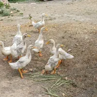 فروش اردک محلی
