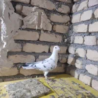 سوسکی ساده کویتی|پرنده|مه ولات, |دیوار