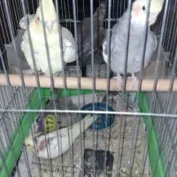 جفت عروس هلندی با دوجوجه با قفس ولوازم