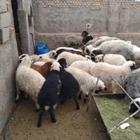 بره وگوسفندزنده بومی با قصاب رایگان|حیوانات مزرعه|یزد, |دیوار