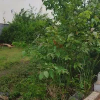 ۵۱۵ متر نمک آبرود مسده فوری به قیمت کاسبی