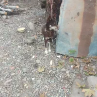 فروش سگ پاکوتاه نگهبان|سگ|گرگان, |دیوار