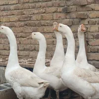 قوغاز نر چهار عدد