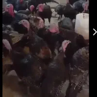 جوجه بوقلمون برنز سینه پهن فرانسه وبیوتی وبوربورن