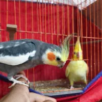 عروس هلندی با جوجه