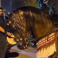 فروش اسب نریان پس کنز ناصر