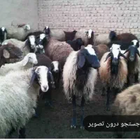 دامداری