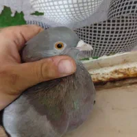 کفتر گوگ ماده|پرنده|امیدیه, |دیوار