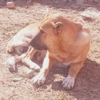 واگذاری ۲قلاده سگ گله|سگ|مشهد, تبادکان|دیوار