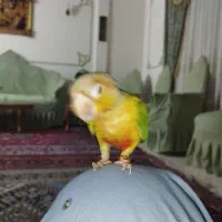 گیرینچیک آناناسی دستی|پرنده|مشهد, عامل|دیوار