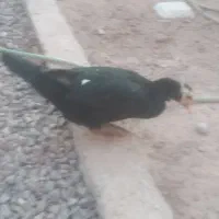 اردک اسراییلی مولد تخم گذار و نیمچه ۴ ماهه|حیوانات مزرعه|قزوین, |دیوار