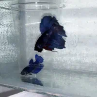 ماهیان زینتی. فایتر. شارک البینو. ردلاین