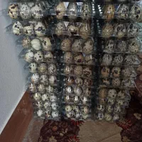 تخم بلدرچین