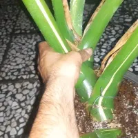 مانسترا تای ابلق۵برگی و۶برگی هر برگ بالایه ۹۰سانت|گل و گیاه طبیعی|تهران, چیتگر جنوبی|دیوار