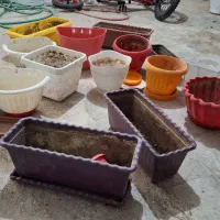 گل مقاوم|گل و گیاه طبیعی|قم, انسجام|دیوار