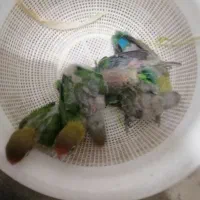 طوطی کوتوله برزیلی آماده دستی کردن|پرنده|سیرجان, |دیوار