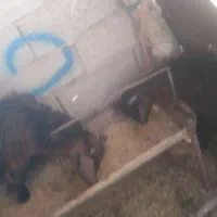 سلام بز سرحال|حیوانات مزرعه|خاش, |دیوار