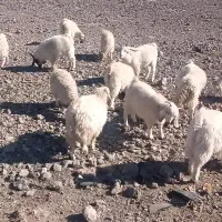 کهره|حیوانات مزرعه|بافت, |دیوار