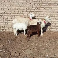 میش زاییده  داشتی درجه یک|حیوانات مزرعه|کاشمر, |دیوار