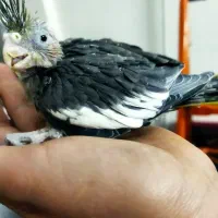 جوجه عروس هلندی دو ماهه