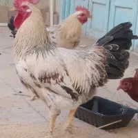 ۳  خروس  گلپایگانی