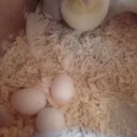 عروس هلندی معاوضه|پرنده|قدس, شهرقدس|دیوار