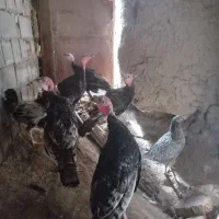 بوقلمون نر