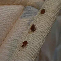 سمپاشی+سم پاش ضمانت کتبی+سوسک ساس موریانه سم قوی|خدمات نظافت|آبادان, |دیوار