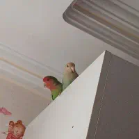 طوطی برزیلی جفت سبز پاستیلی خوشرنگ و صورت هلویی