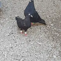 کفتر زاغ