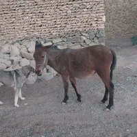 قاطر ، آلاشا