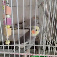 عروس هلندی جفت نر و ماده