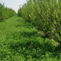 باغ الوان ۱۰۰۰ متری ایروانلو