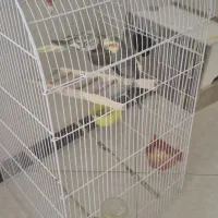 جفت عروس هلندی کاملا سالم