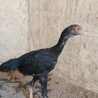 ۳عدد جوجه لاری اصیل معاوضه با گندم