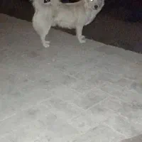 سگ میکس اشپیتز|سگ|قم, عمار یاسر|دیوار