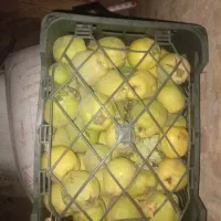 هیوا  به تازه