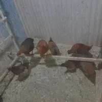 مرغ خروس بار جدید