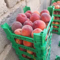 هلوسرخابی فله