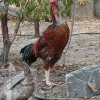 خروس لاری|حیوانات مزرعه|بومهن, |دیوار