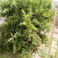 خانه ویلایی روستای داورآباد