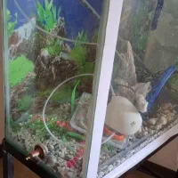 آکواریوم سایز بزرگ همراه پایه و تجهیزات کامل|ماهی|بندرعباس, |دیوار