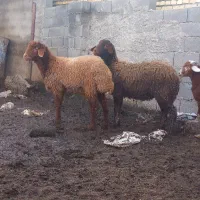 بره‌نر.توقلی.آبستن.گوسفند‌فروشی