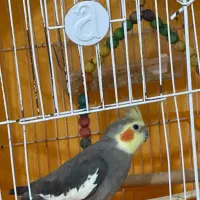 عروس هلندی نر