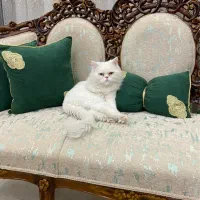 گربه نر پرشین