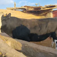 نرگاو چاق