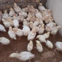 جوجه گوشتی ۱۵ روزه