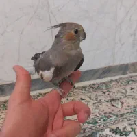 ۳ عدد عروس هلندی نژاد خاکستری اصیل|پرنده|هرسین, |دیوار