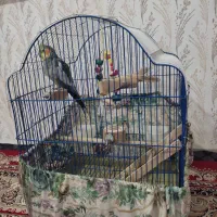 عروس هلندی نر|پرنده|اقبالیه, |دیوار